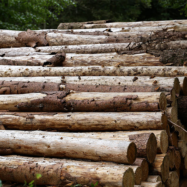 timber resource